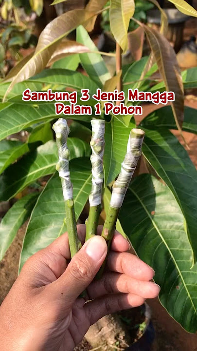 Transform a Mango Tree into 3 Types in 1 Tree #grafting