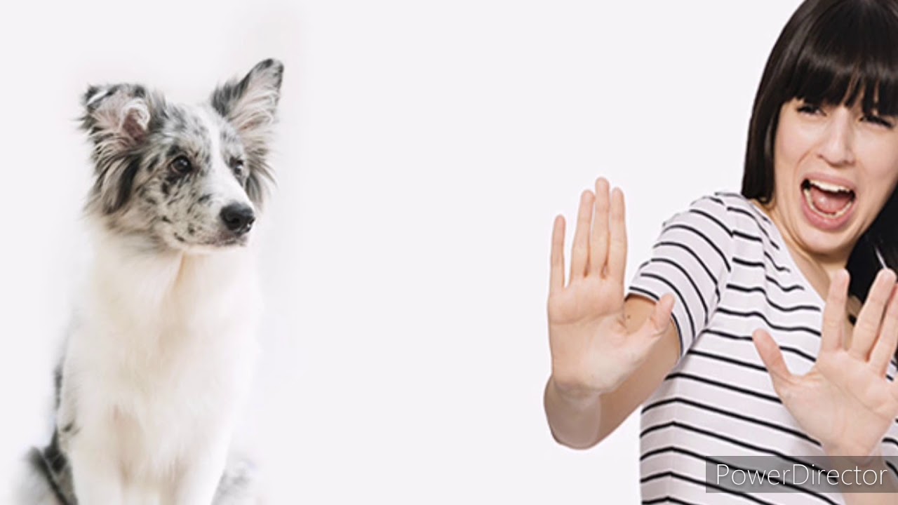 человек бежит от собаки. запуганная собака. испуг собаки. собака страх человека. собака страх человека.