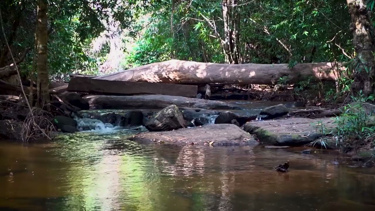 Forest Stream Sounds 🌿 | Soothing Water Flow for Relaxation & Study