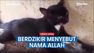 Masya Allah, Kucing Hitam ini Seperti Berdzikir Menyebut Nama Allah