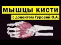 Мышцы кисти | Анатомия человека [3D] [4K]✅