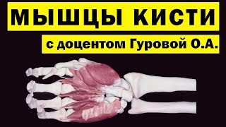 Мышцы кисти | Анатомия человека [3D] [4K]✅
