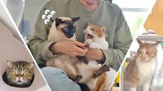 This Whole Cat Cohabitation Thing Isn't Going So Well... (ENG SUB)