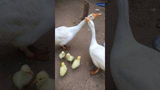 duck voice 🦢🤯#shorts #shortvideo #youtubeshorts 👍#viralshorts#duck #pets #babyduck @Fancypigeon1