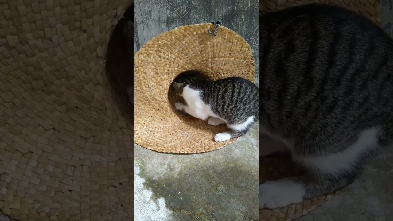 cat scratching weaved straw hat 