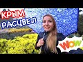 КРЫМ: Бал хризантем 2020 в Никитском ботаническом саду // Ялта  Крым сегодня