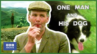 1976: How DOGS understand a SHEPHERD'S WHISTLE | One Man and His Dog | Animal Magic | BBC Archive