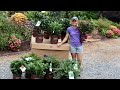 New Shrubs From Southern Living Plants // Gardening with Creekside