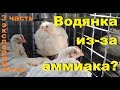 Как избавиться от водянки. Насколько важно убирать помет? - 3 часть эксперимент в разгаре...