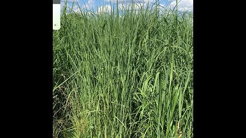 RC Big Rock Switchgrass Hitting 7