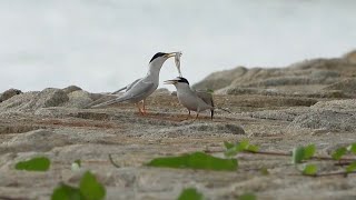 LITTLE TERNs Courtship Feeding gone wrong, Singapore