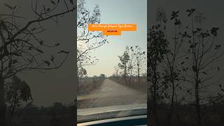 Just a drive through Ratapani Tiger Reserve #poetry #travel #viral #nature #ytshorts #peacefulvibes