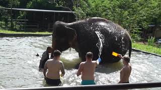 Samui Elephant Spa - Take a bath with elephants 05 Dec.2019