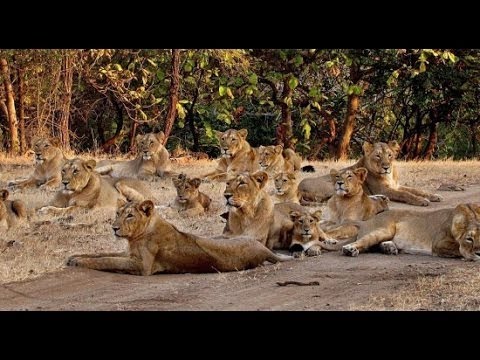 Gir National Park |Gujarat Travel Blog | Gujarat Tourism 2017 Gir National Park |Gujarat Travel Blog | Gujarat Tourism 2017