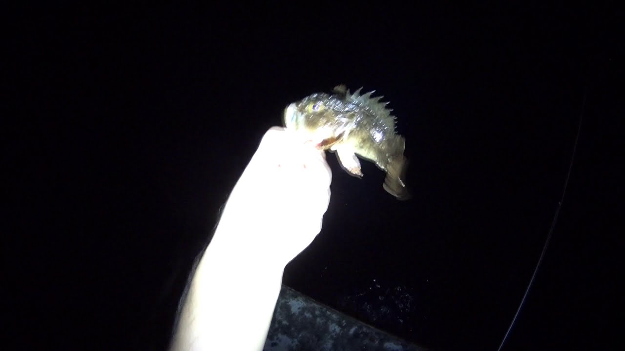 rockfish Сочи relax fishing ерши горбылек Игорь Зинковский