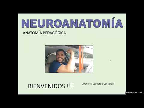 Curso de neuroanatomía