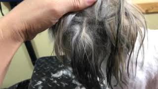 Grooming huge matts out of ears shihtzu cover up only 090517 - 2 of 2