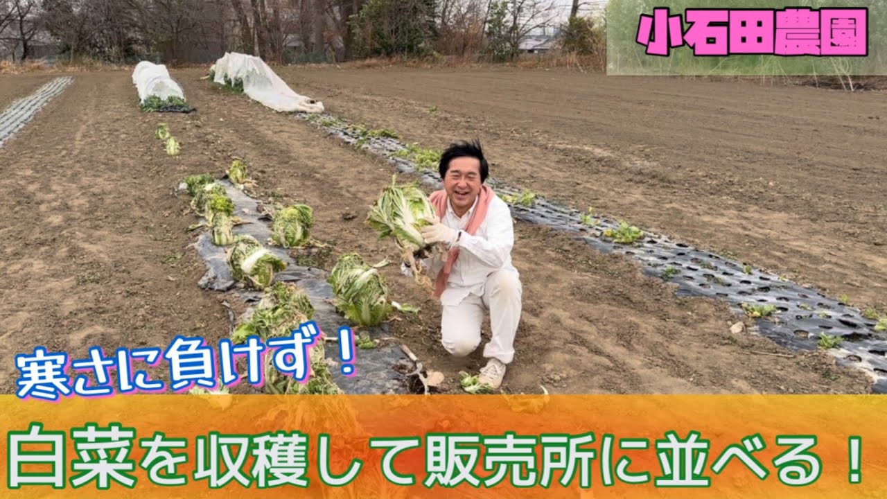 【白菜】寒さに負けず風にも負けず収穫【無人販売】