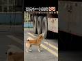 たよりにしてるぜ、相棒 #柴犬 #いぬのいる暮らし #お手伝い #癒し動画 #shorts