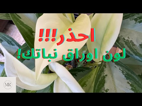 اسباب و علاج تغير لون الاوراق الحديثة للنباتات المنزلية و تحول لونها للأبيض