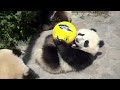 Chinese giant pandas make Doha public debut ahead of World Cup