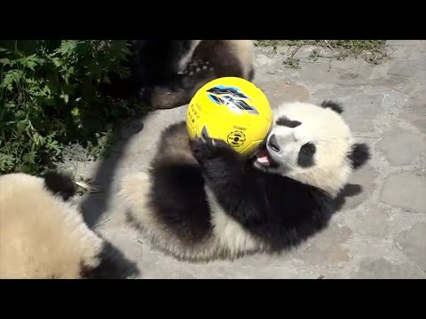 Chinese giant pandas make doha public debut ahead of world cup