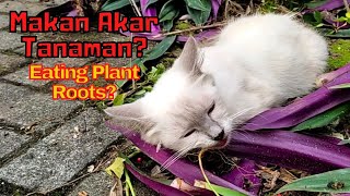 This is what happened when the white cat found the Acalypha Indica plant by SabeTian Animals 73 views 3 weeks ago 4 minutes, 14 seconds