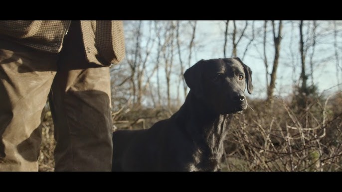 Mor Påstand gøre det muligt for Symptomer og forklaring på kalkmangel hos hunde - YouTube