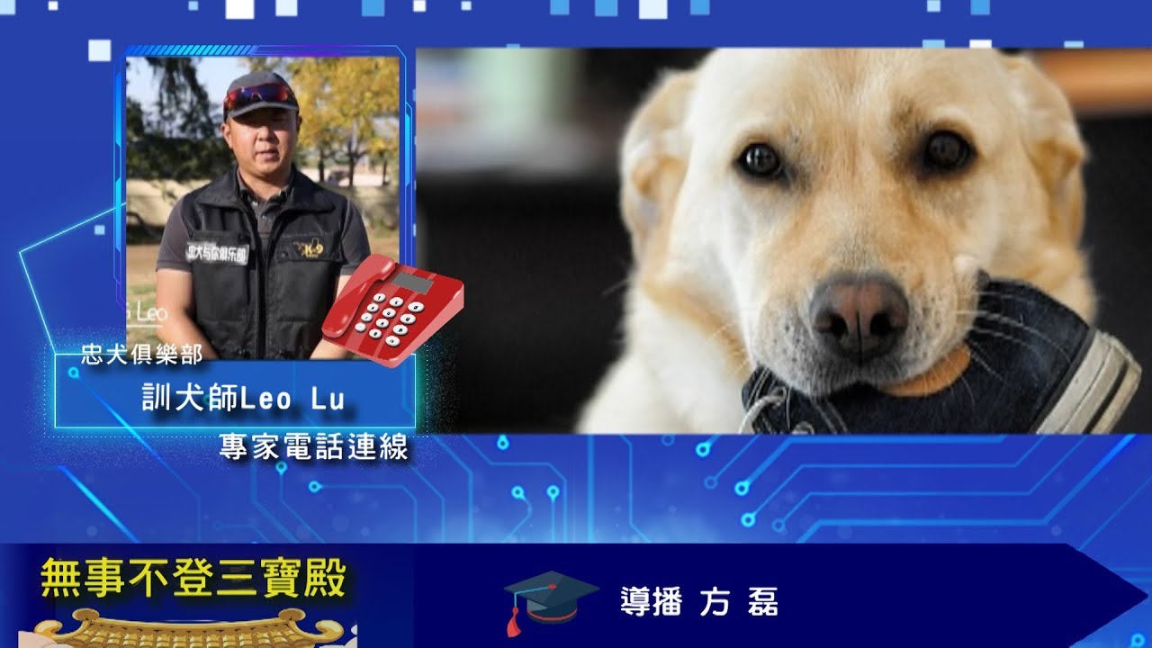 小狗在家到處大小便如何訓練調教小狗 Youtube