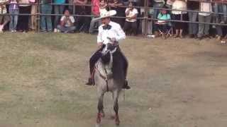 Ezequiel Peña - Árboles de la barranca