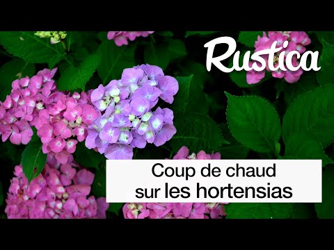 Vidéo: Hortensias pour les jardins de la zone 3 : prendre soin des hortensias dans les climats froids