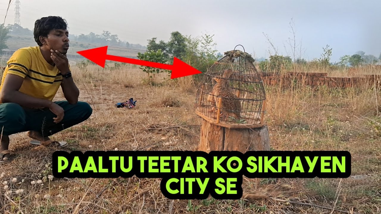 पलतु तीतर को कैसे सीटी से सिखाएं paaltu teetar ko kaise City se sikhayen | jungle #kalateetar