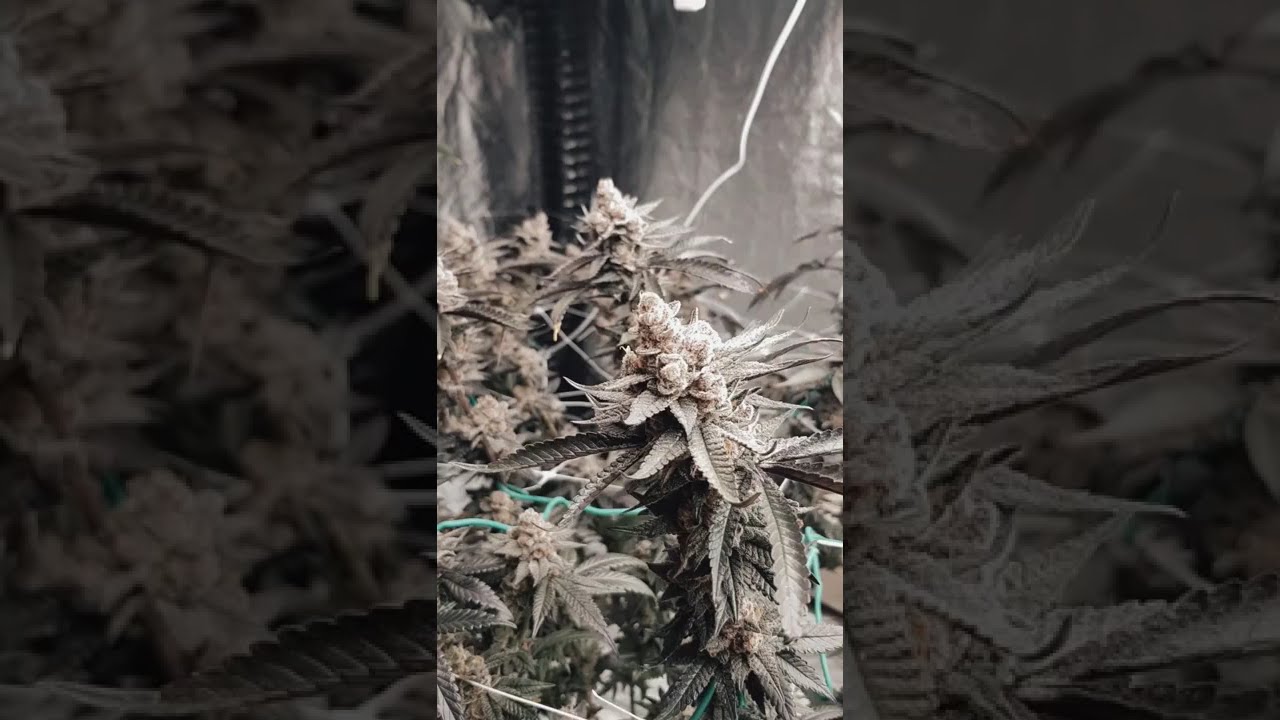 🍊Orange Bud 2.0 by 