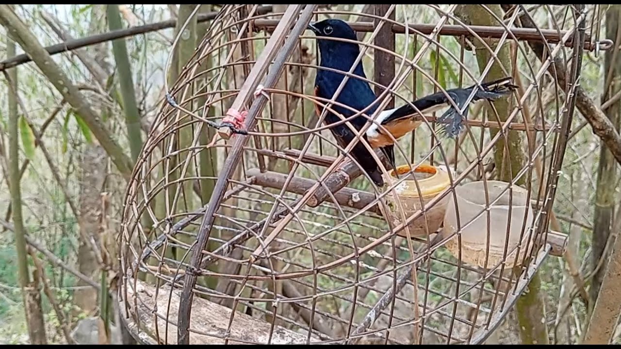 Kích lửa:Tiếng chòe lửa hót đấu.choe lua hot dau.tiengchimchoeluahot