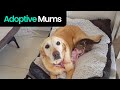 Heartwarming Animals: Animals Parenting Other Animals