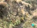 El bosque protector - Sierra Nevada, la respuesta del paisaje