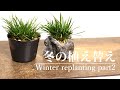 山野草盆栽の株分け - Grass bonsai stocking
