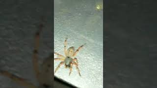 Super fast spider living in my car