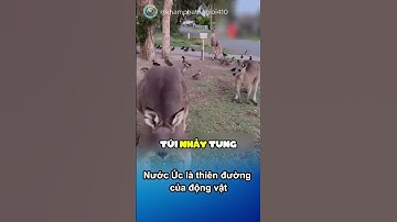 Nước Úc đặc biệt thú vị như thế nào #shorts