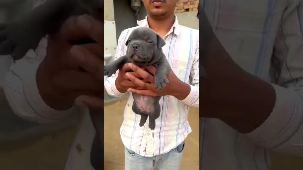 PUNCH FACE🔥😍BLUE COLOUR MICRO SIZE AMERICAN BULLY MALE 📞-7009116343 