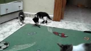 Gatos jugando