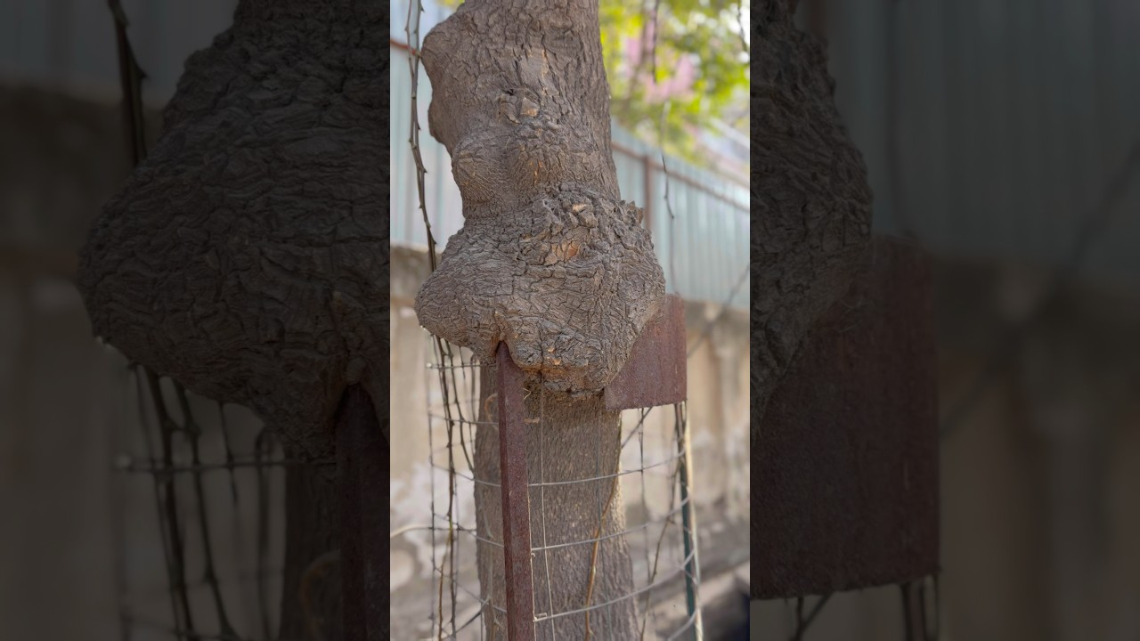 Save INDIA'S Trees Now | What's the BEST Way to Save Trees in India?