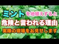 【危険の理由】ミントを地植えするとこうなる!!