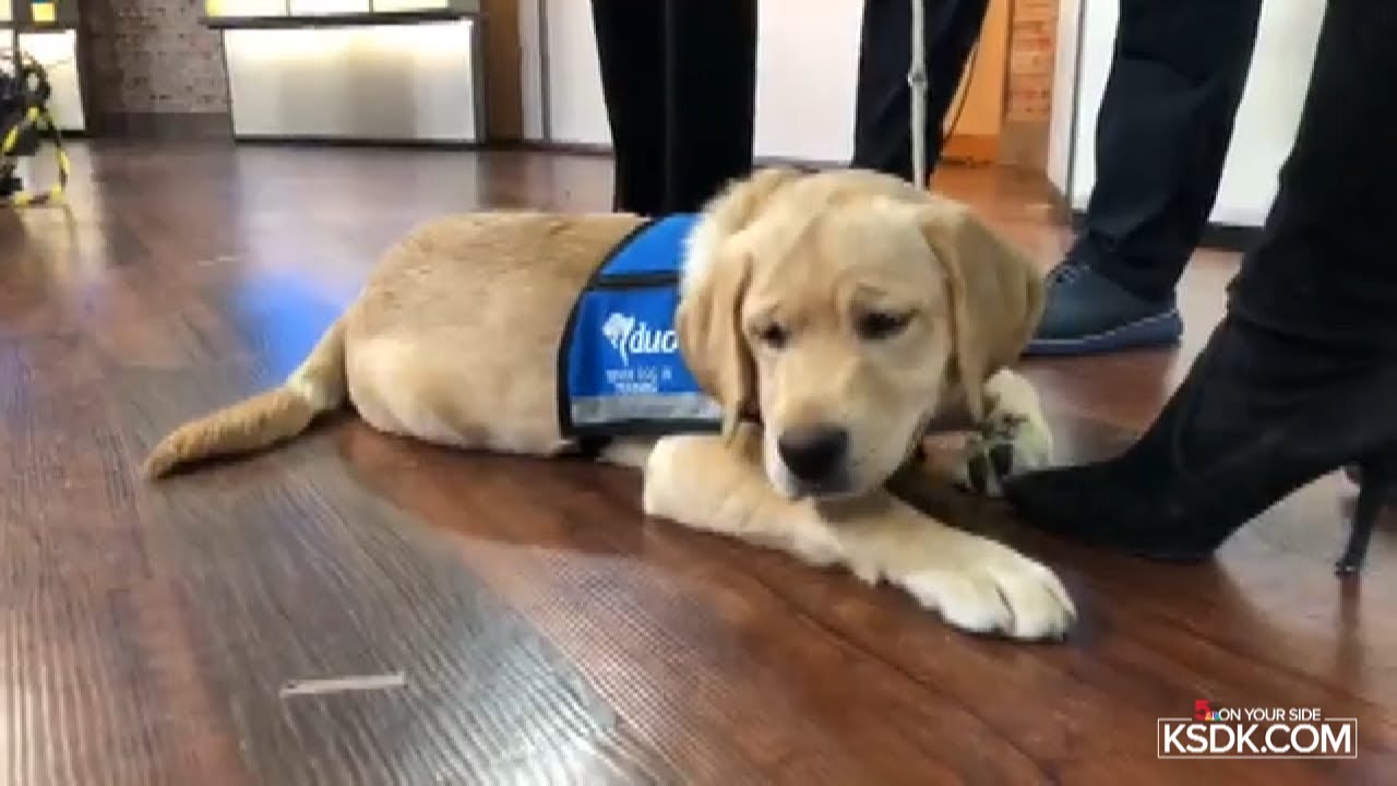 St. Louis Blues Puppy Practices With Team, Most Adorable Skate Ever!!!