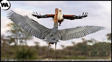 ¿Cuál es el enemigo natural de los pájaros?