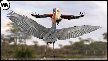 ¿Tienen los halcones un enemigo natural?