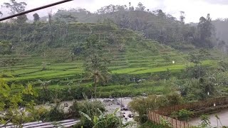 Relaxing suara hujan di sawah perbukitan