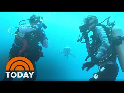 Swimming With Sharks On ‘Shark Watch TODAY’