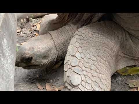 How to tell the Difference between Galop and Aldabra