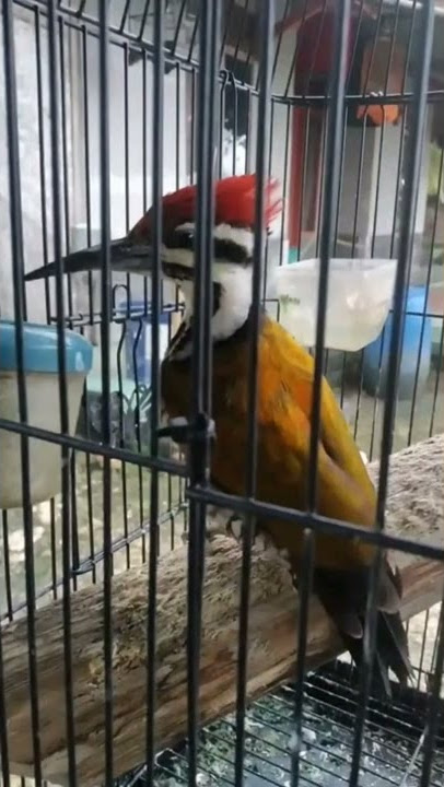 suara pikat burung pelatuk bawang merah dijamin Ampuh langsung nyaut